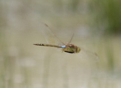 Anax ephippiger