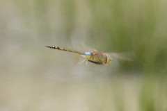 Anax ephippiger