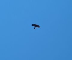 Pyrrhocorax graculus