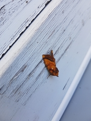 Papaipema leucostigma