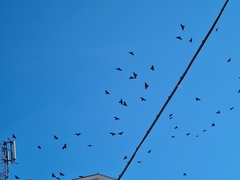 Pyrrhocorax graculus