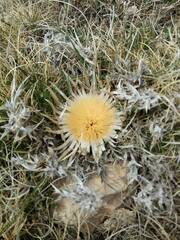 Carlina acanthifolia