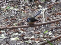 Rhipidura fuliginosa