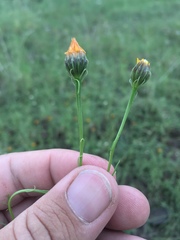 Adenophyllum wrightii