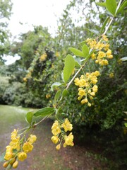 Berberis
