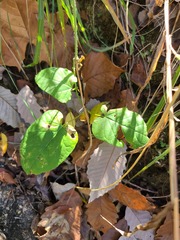 Gonolobus suberosus