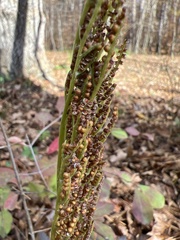 Sceptridium biternatum