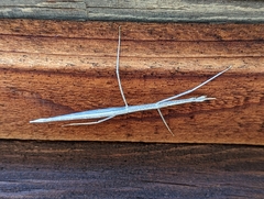 Parabacillus hesperus