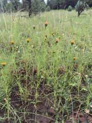 Adenophyllum wrightii