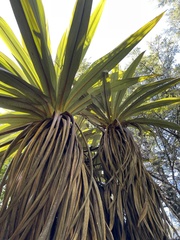 Cordyline indivisa