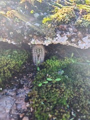 Echinocereus reichenbachii baileyi