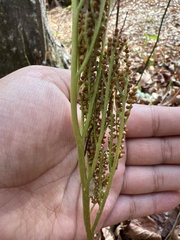 Sceptridium biternatum