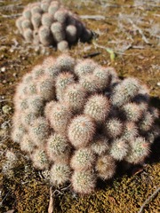 Echinocereus reichenbachii baileyi