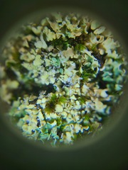 Cladonia peziziformis