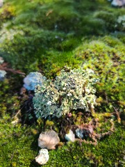 Cladonia peziziformis