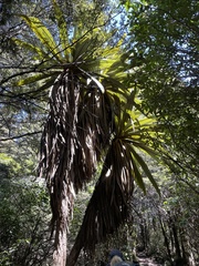 Cordyline indivisa
