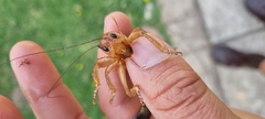 Maxentius