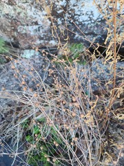 Ludwigia alternifolia