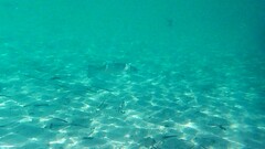 Dicentrarchus labrax