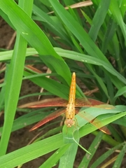 Brachythemis contaminata