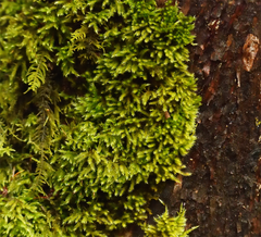 Homalothecium fulgescens