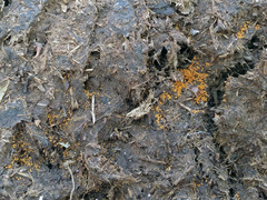 Cheilymenia stercorea