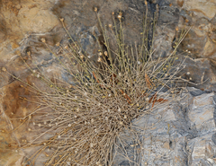 Perityle megalocephala