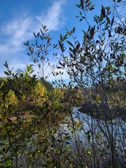 Alnus maritima oklahomensis