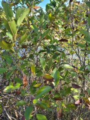 Alnus maritima oklahomensis