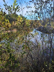 Alnus maritima oklahomensis