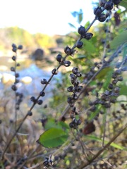 Dasistoma macrophylla