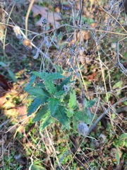 Mentzelia oligosperma