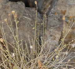 Perityle megalocephala