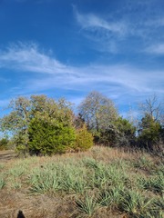 Yucca arkansana