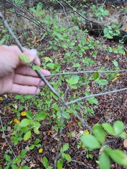 Forestiera pubescens