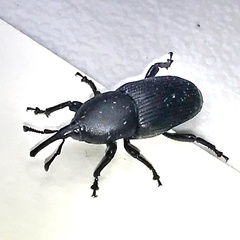 Scyphophorus acupunctatus
