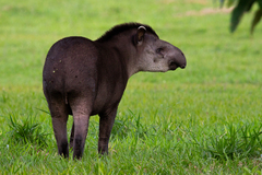 South American Tapir photo 5