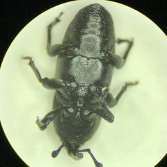 Scyphophorus acupunctatus