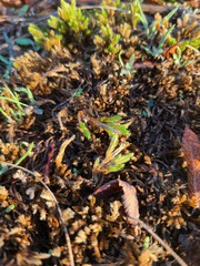 Selaginella corallina