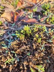 Selaginella corallina