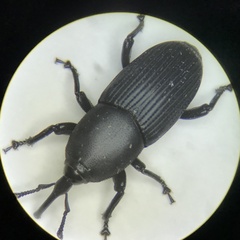 Scyphophorus acupunctatus