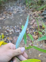 Salix caroliniana