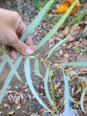 Salix caroliniana