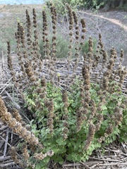 Marrubieae