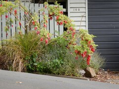 Clianthus puniceus