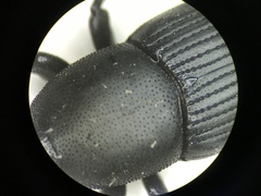 Scyphophorus acupunctatus