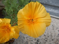 Eschscholzia