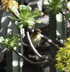Phylloscopus canariensis