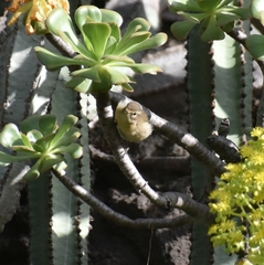 Phylloscopus canariensis