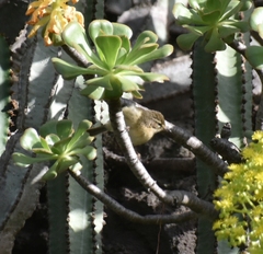 Phylloscopus canariensis
